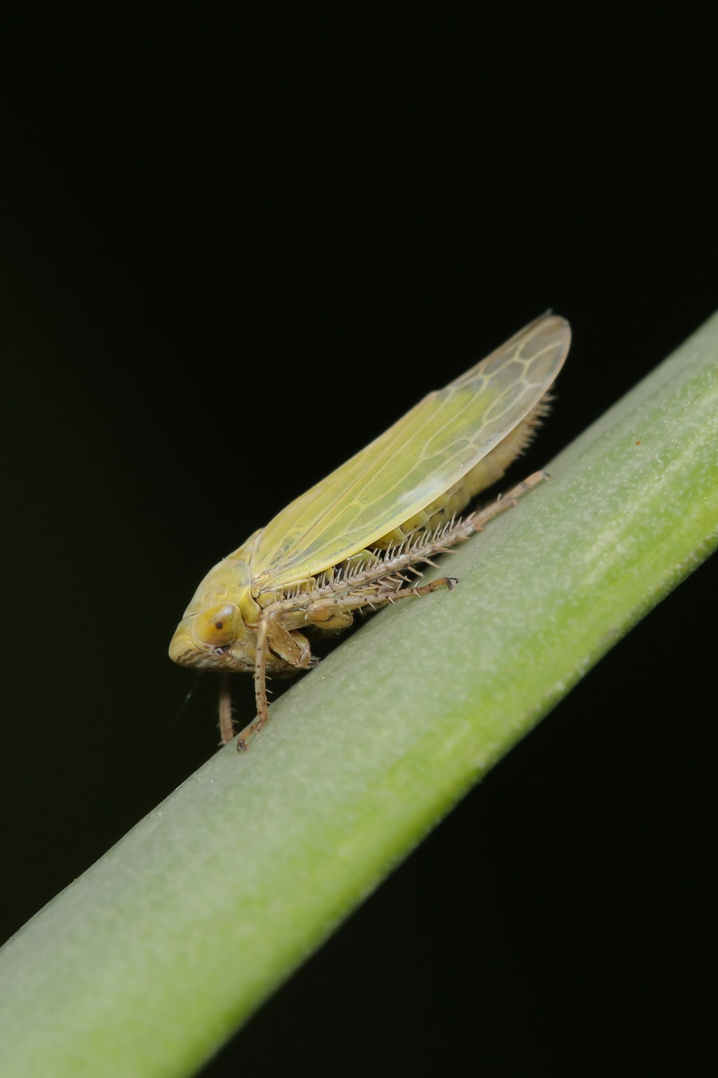 Hemiptera Cicadomorpha sp.